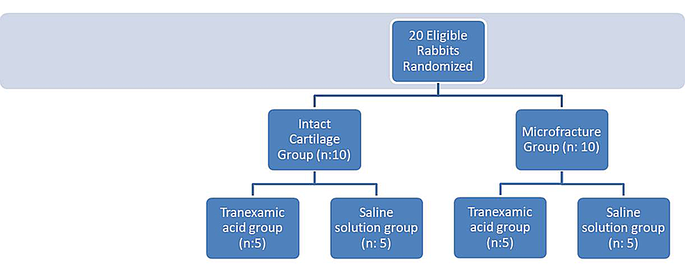 Cureus | Investigation of the Effects of Intra-articular Tranexamic ...