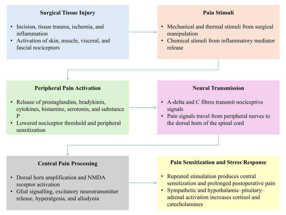 Pathophysiology-of-surgical-pain-and-targets-for-non-opioid-analgesia
