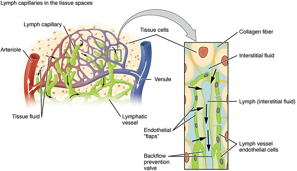 Diagram-of-a-Lymphatic-Capillary