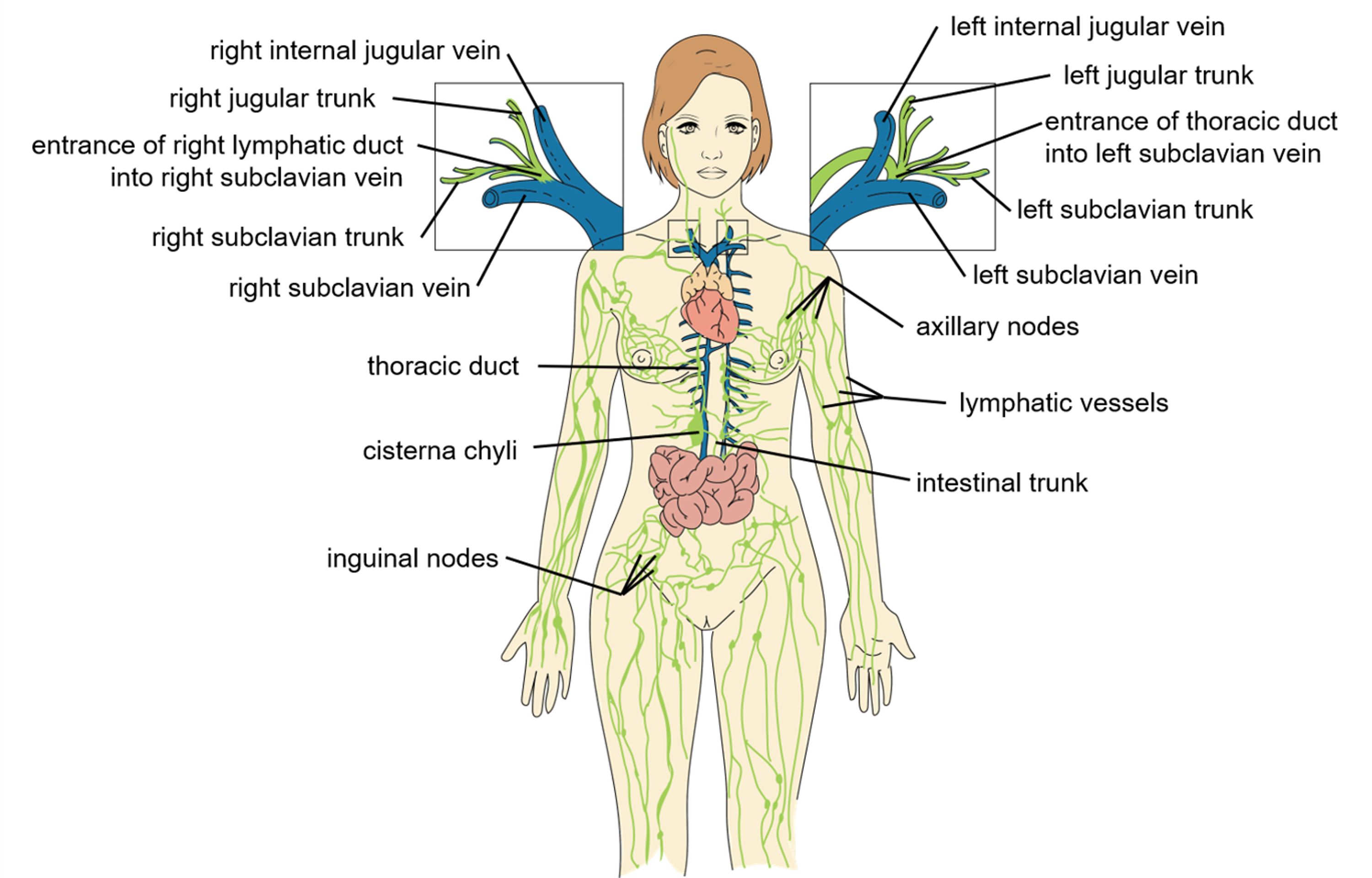 What Is Drained By The Right Lymphatic Duct Best Drain Photos My Xxx