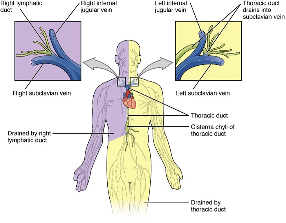 Body-Regions-Drained-by-the-Thoracic-and-Right-Lymphatic-Ducts