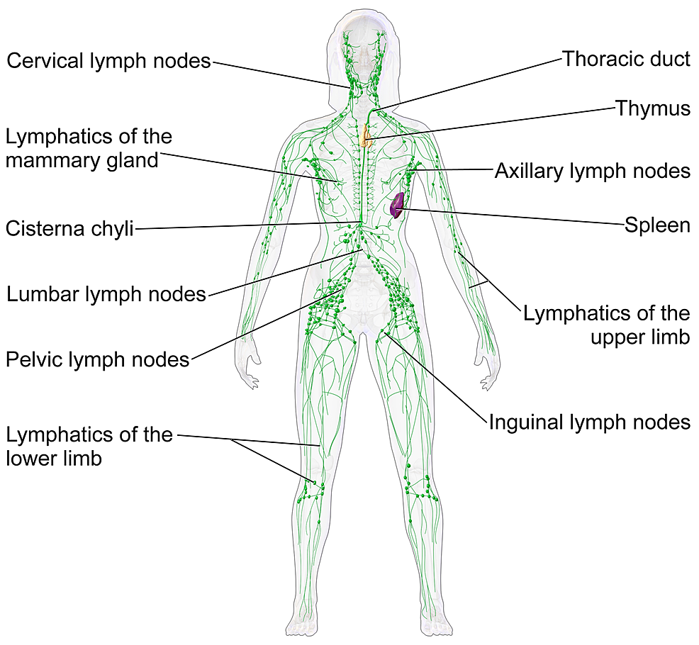 The-Lymphoid-Organs
