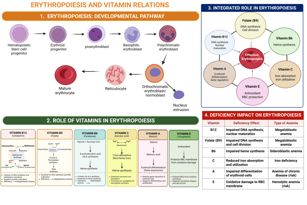 Micronutrient Networks in Nutritional Anemia: A Narrative Review Beyond Pathophysiology, Diagnosis, and Management of Iron Deficiency