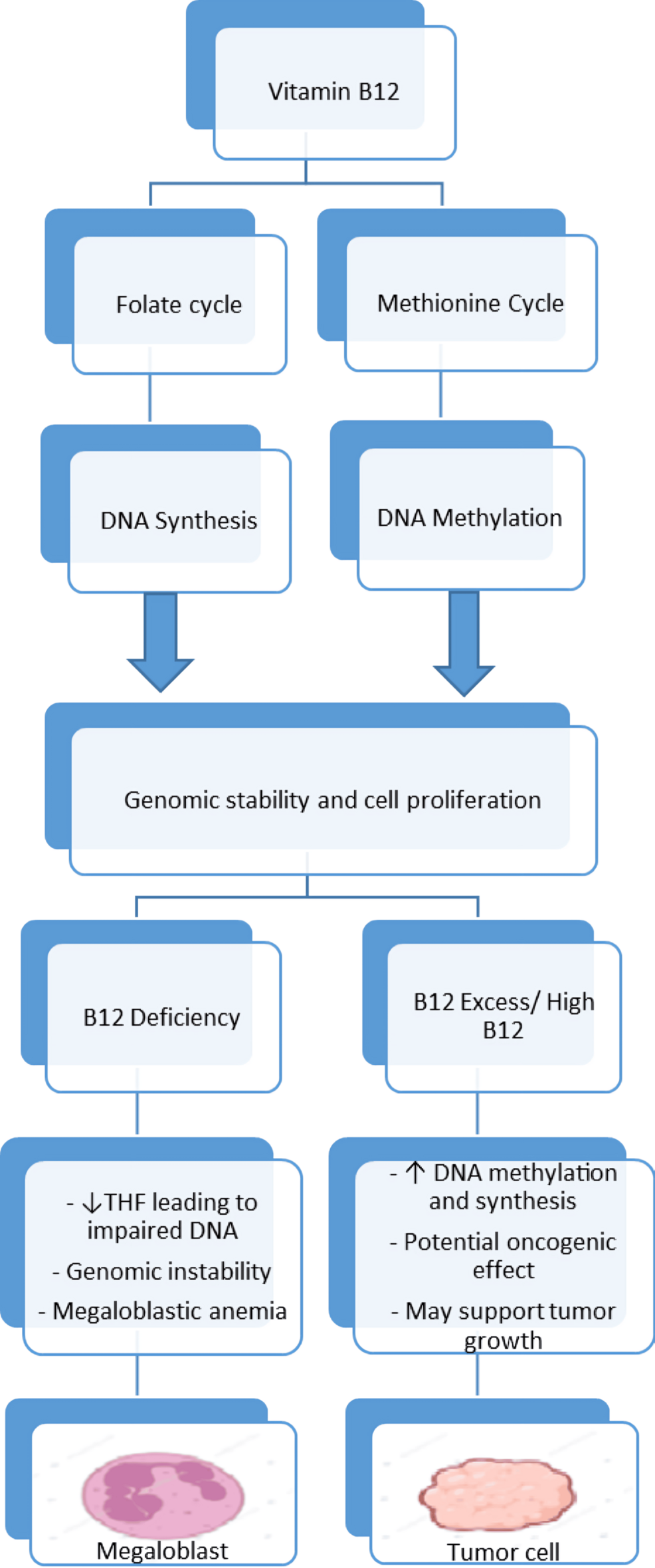 Vitamin B12 is linked to the folate cycle and DNA synthesis, and to the methionine cycle and DNA methylation. Both pathways