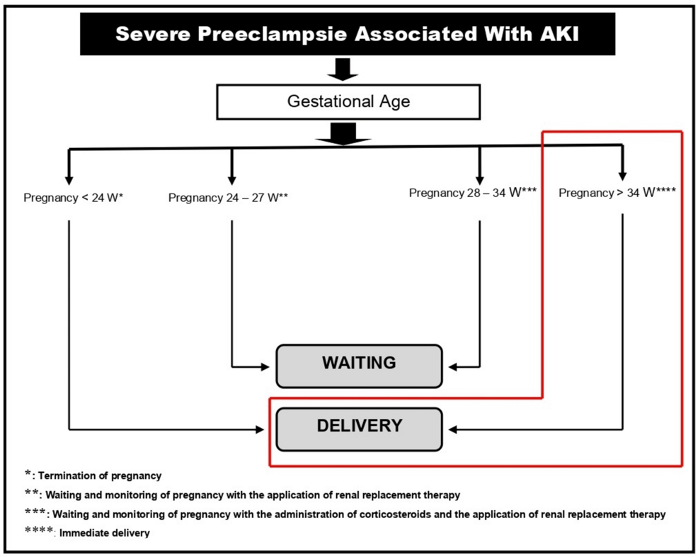 Photo: Cureus Severe Preeclampsia and Acute Kidney Injury in Late Pregnancy