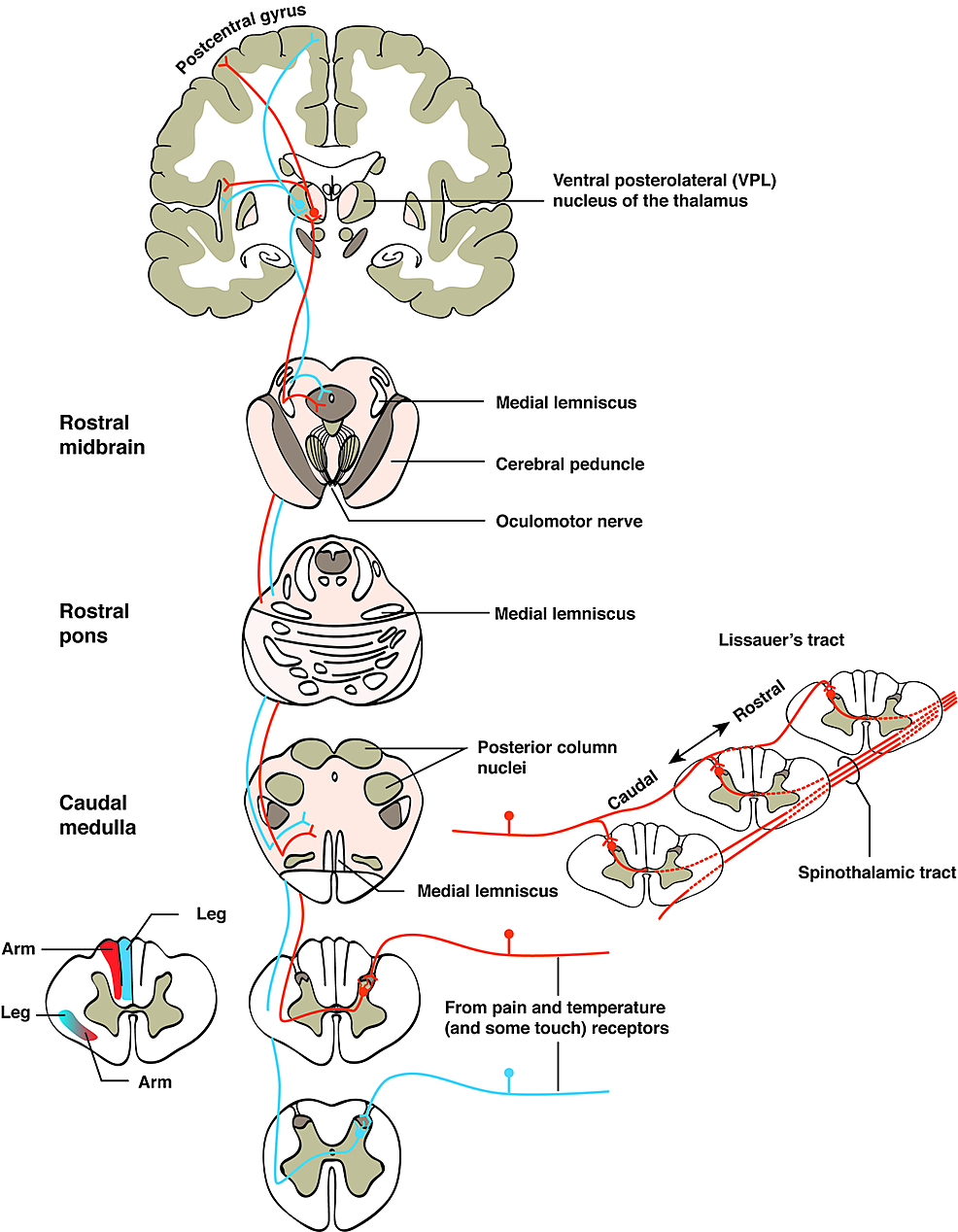 Cureus | Neuroanatomy and Neuropsychology of Pain