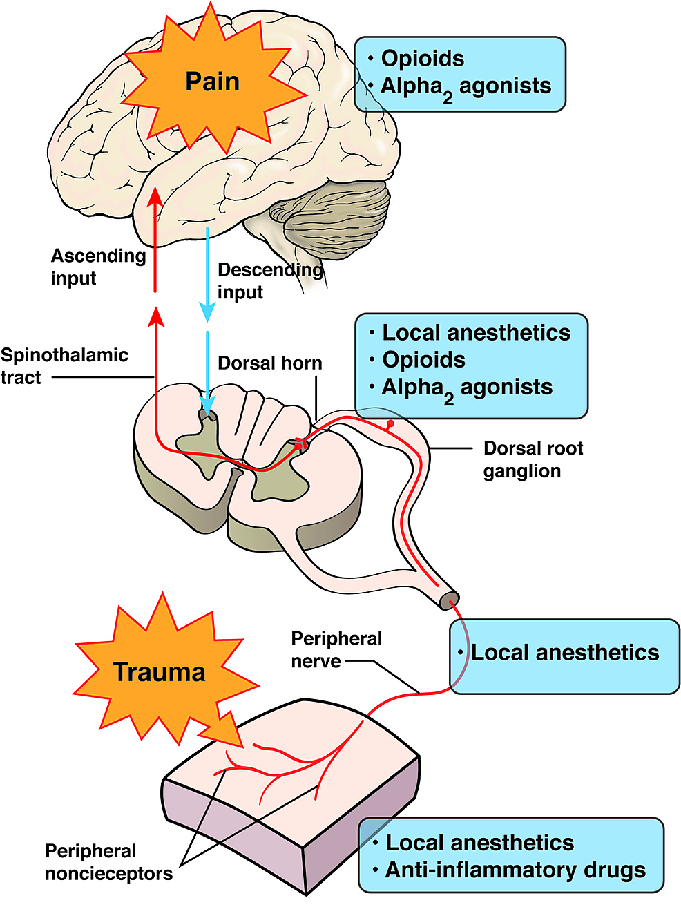 Cureus | Neuroanatomy And Neuropsychology Of Pain