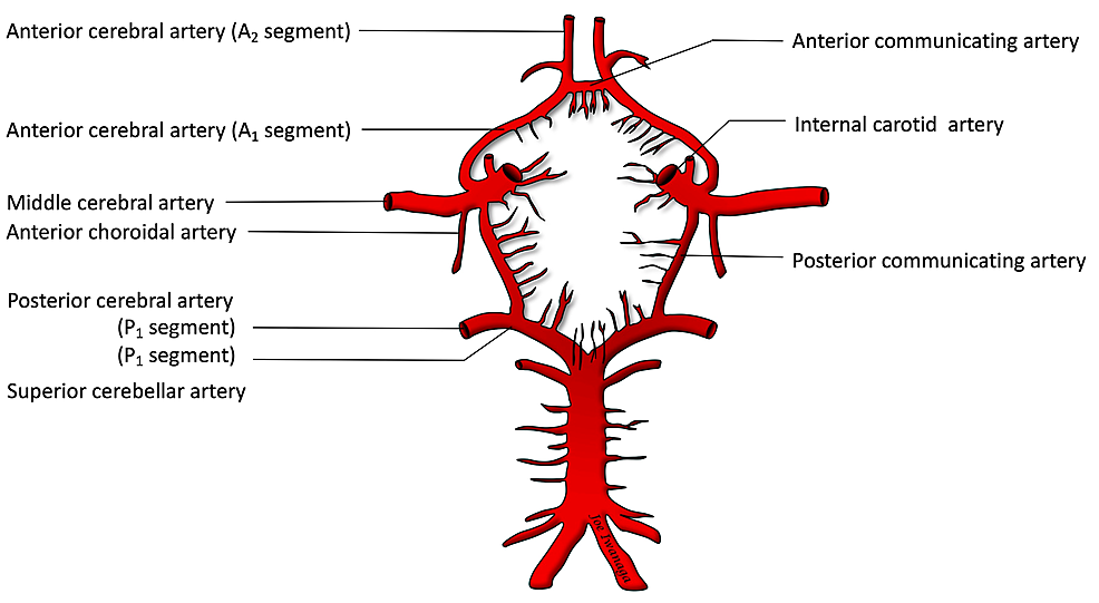 anterior choroidal artery supply