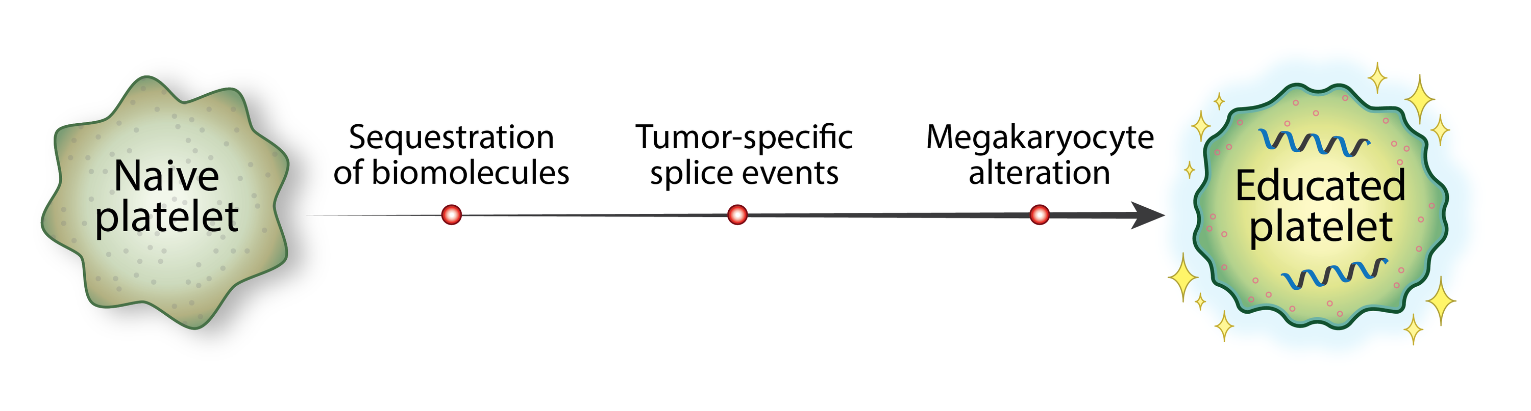 Cureus Tumor Educated Platelets A Review Of Current And Potential