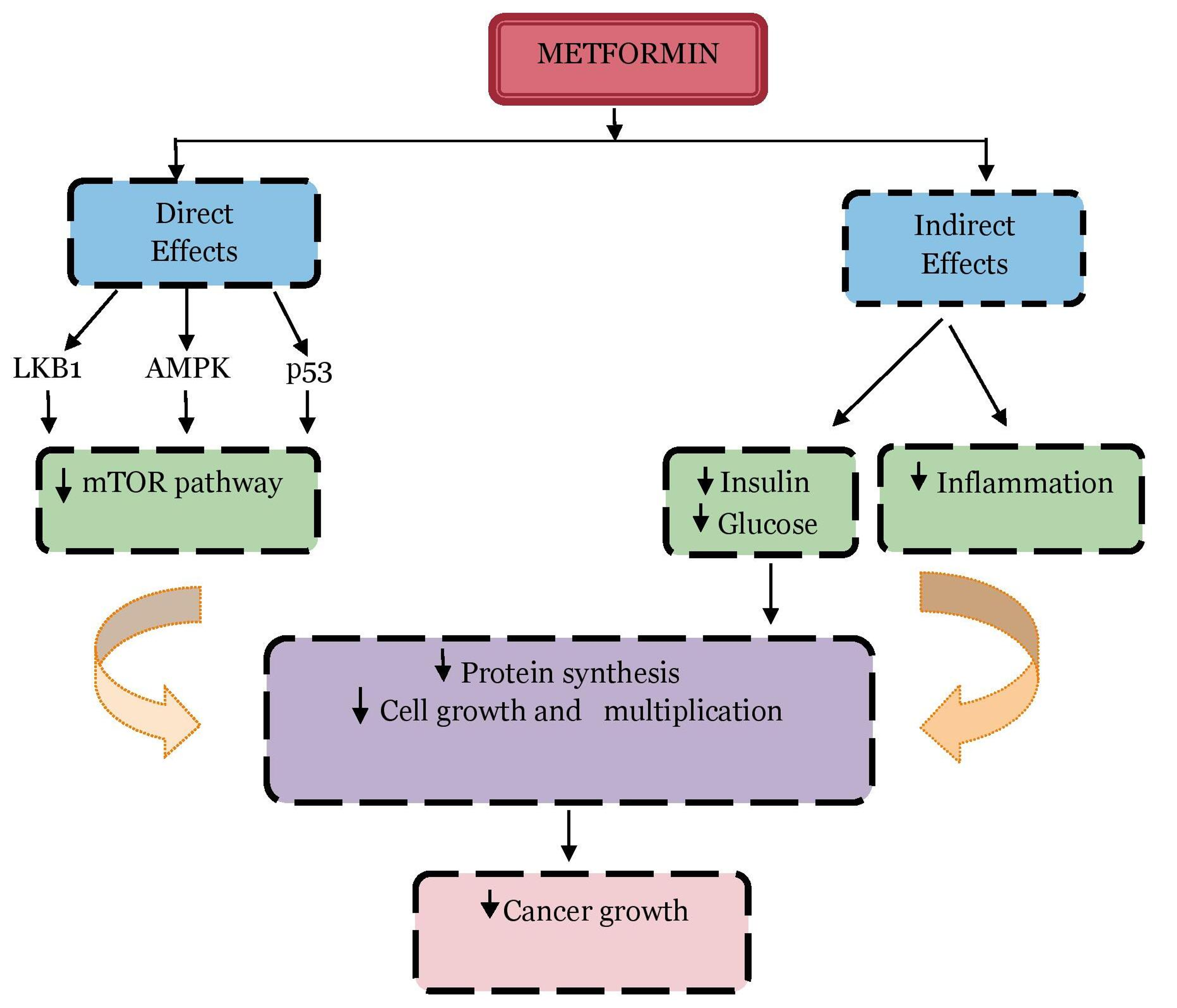 schie-en-sie-erneut-erziehung-rein-biguanides-mechanism-of-action