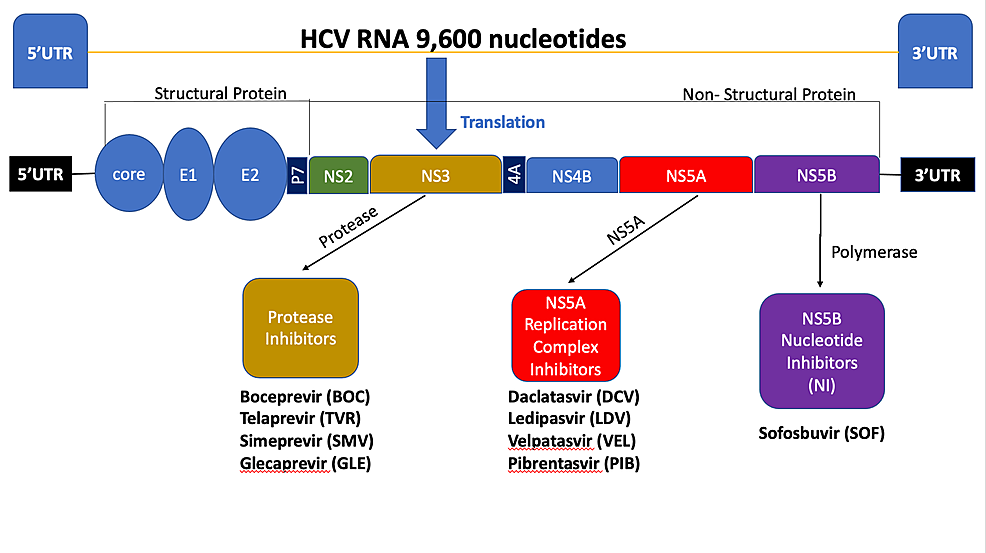 Hepatitis-C-virus-genomic-structure-and-the-action-of-different-direct-acting-antivirals
