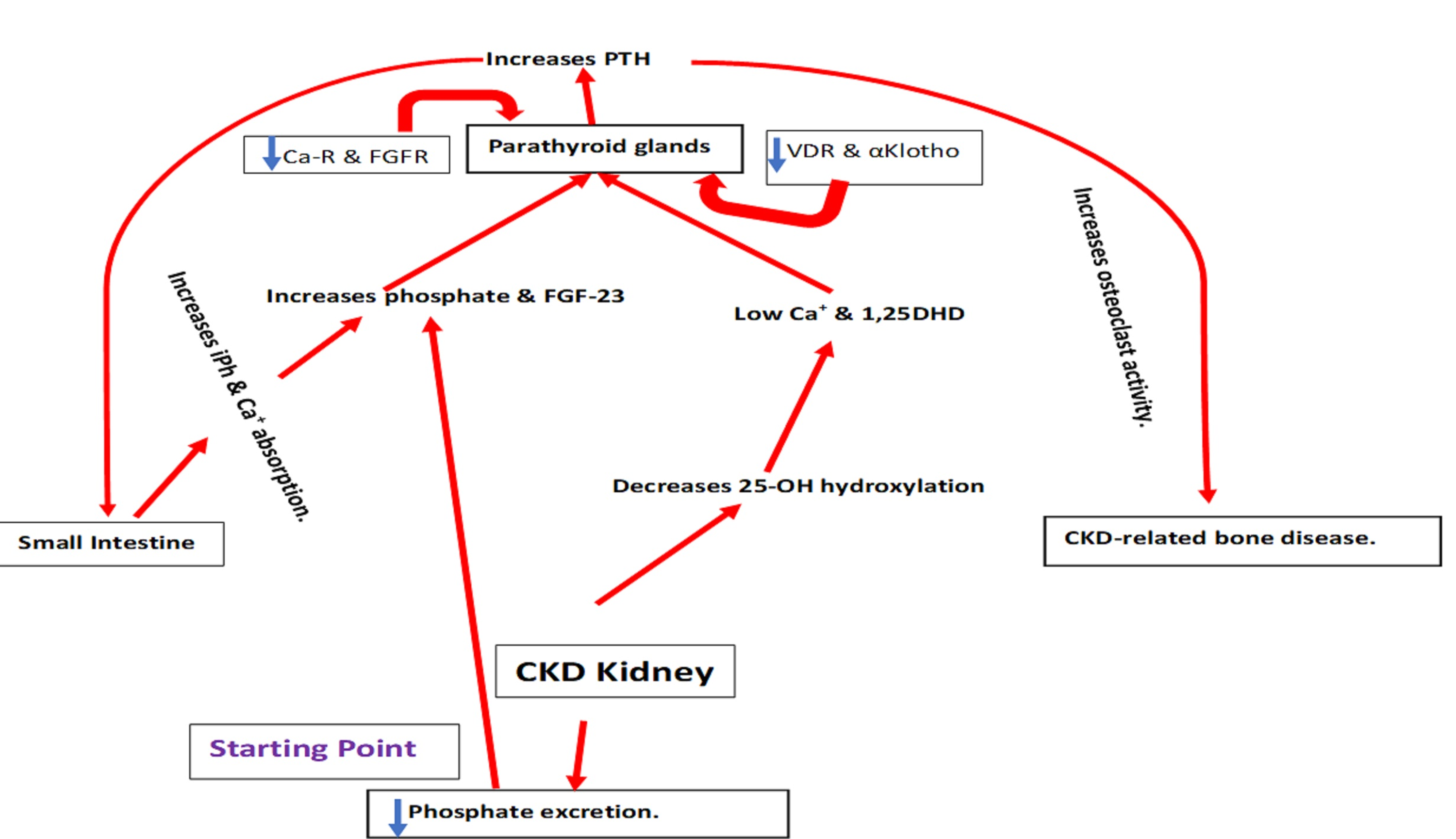 Cureus Secondary Hyperparathyroidism in Chronic Kidney Disease