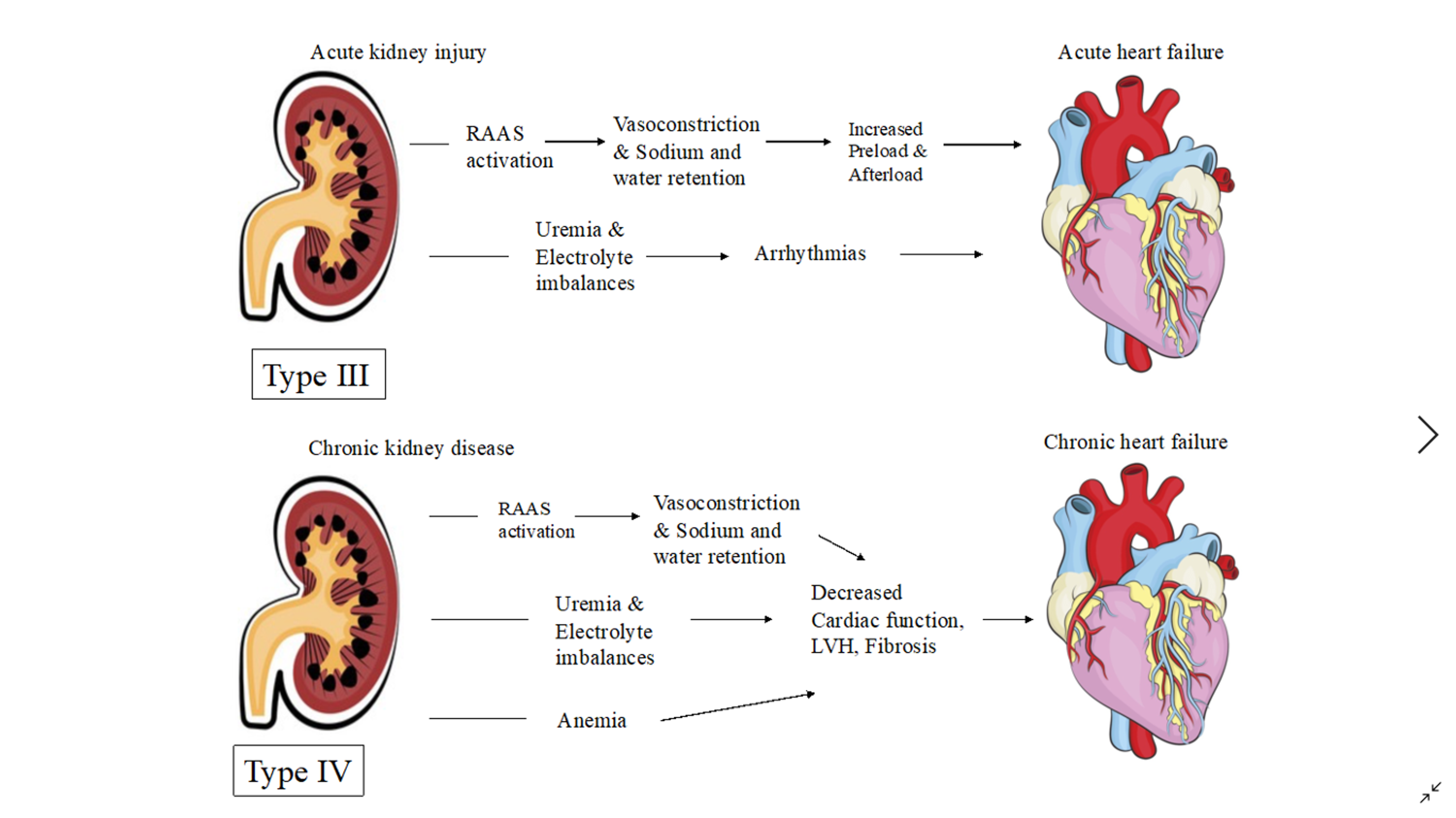 Pathophysiology Of The Cardiorenal Anemia Syndrome A - vrogue.co