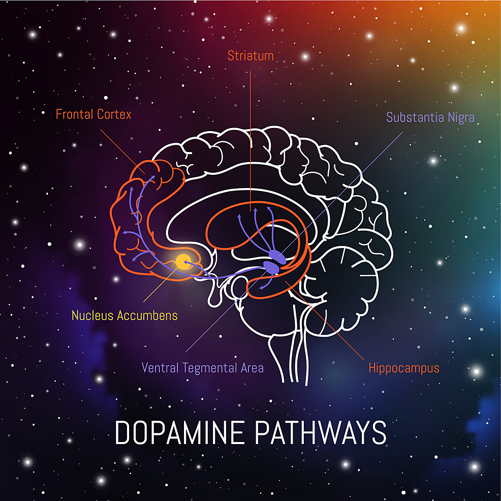 Cross-Section-of-Human-Brain:-Dopamine-Pathways