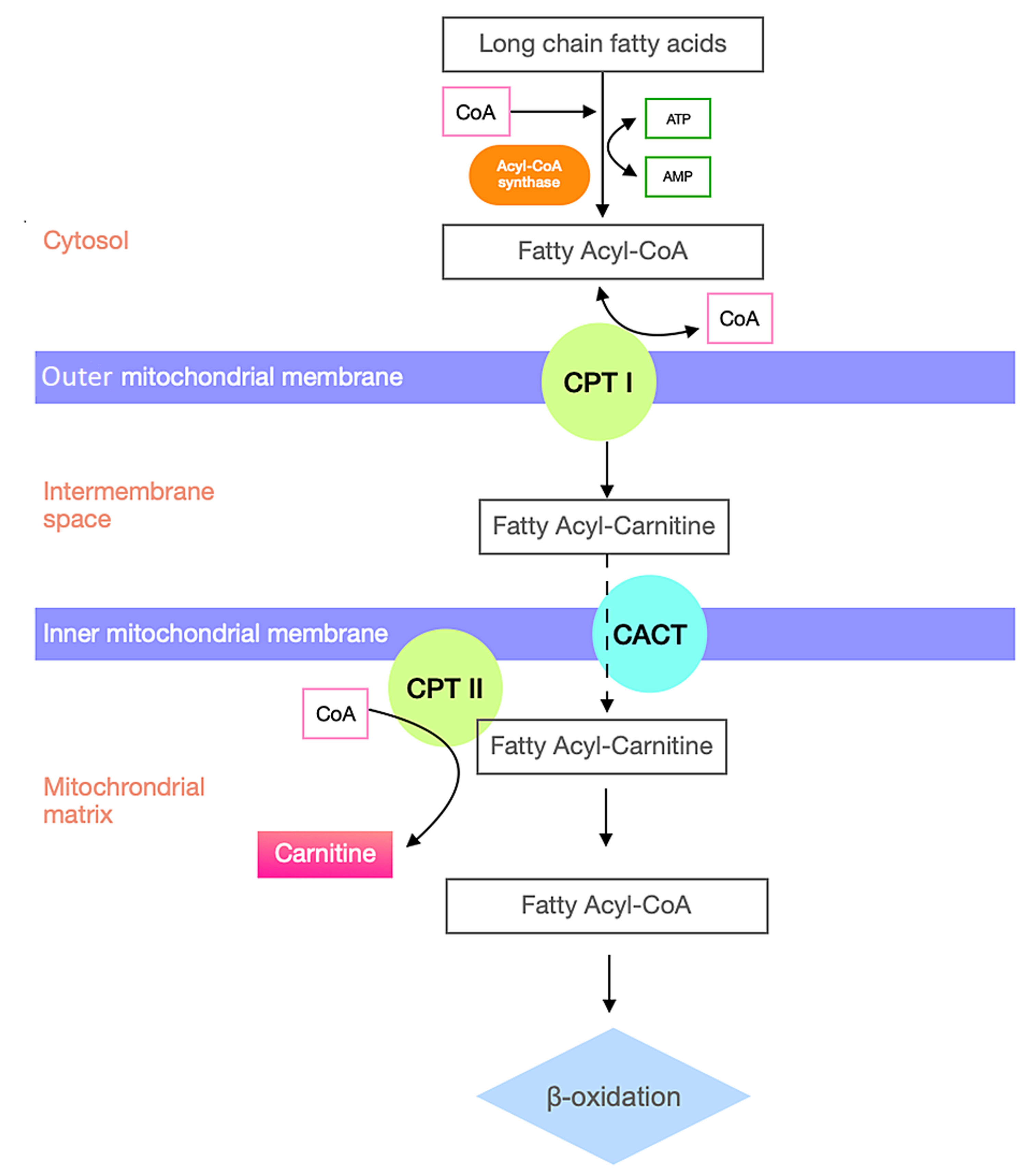 carnitine shuttle