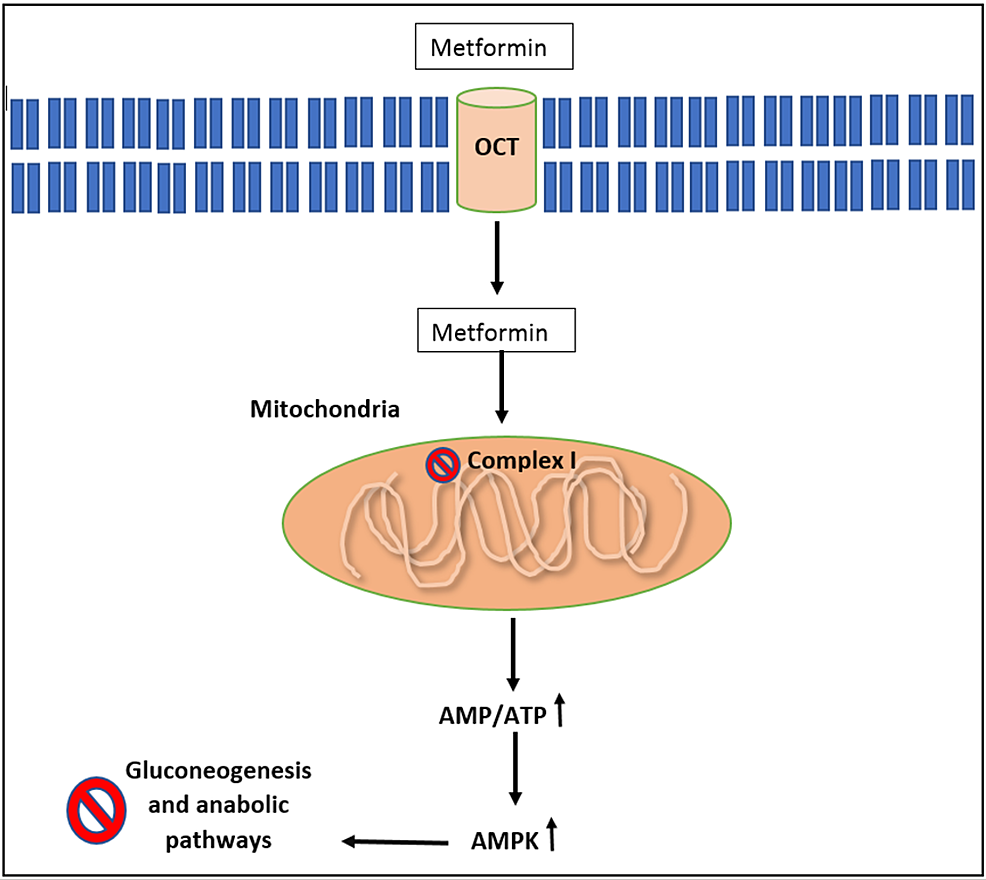 Cureus Current Therapeutic Use Of Metformin During Pregnancy   Article River 3d1113000ddf11ec9b4a2347671ca745 Webp.net Resizeimage 