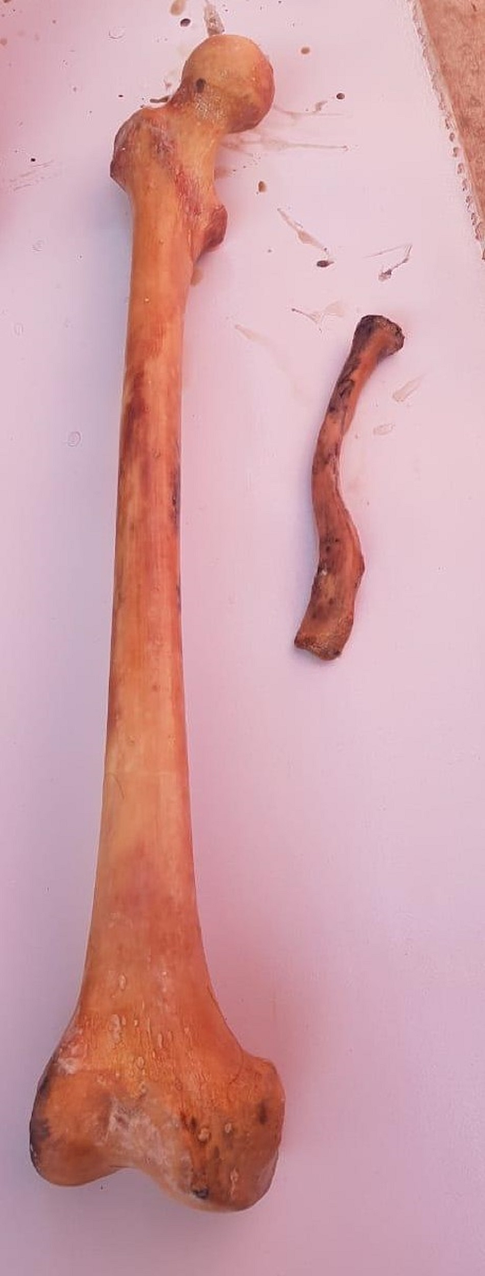 Right-femur-(left)-and-left-clavicle-(right).