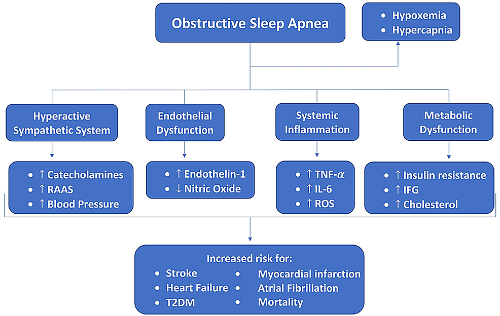 Cureus, Obstructive Sleep Apnea and Role of the Diaphragm