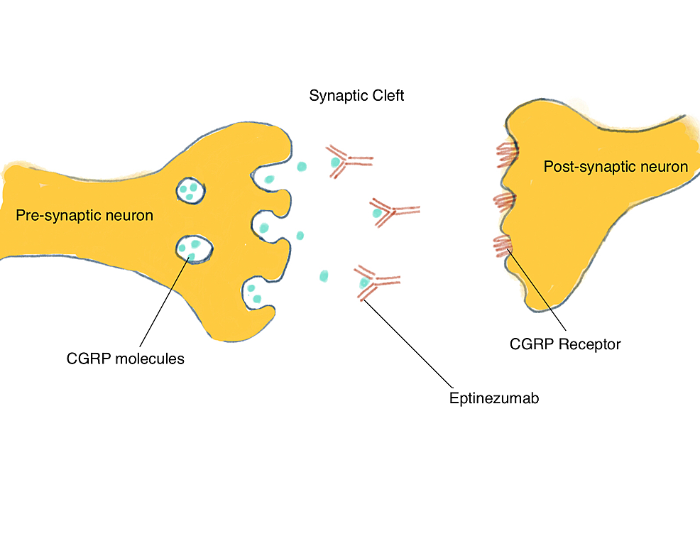 epithalone moa A Review of Eptinezumab Use in Migraine stomach repair