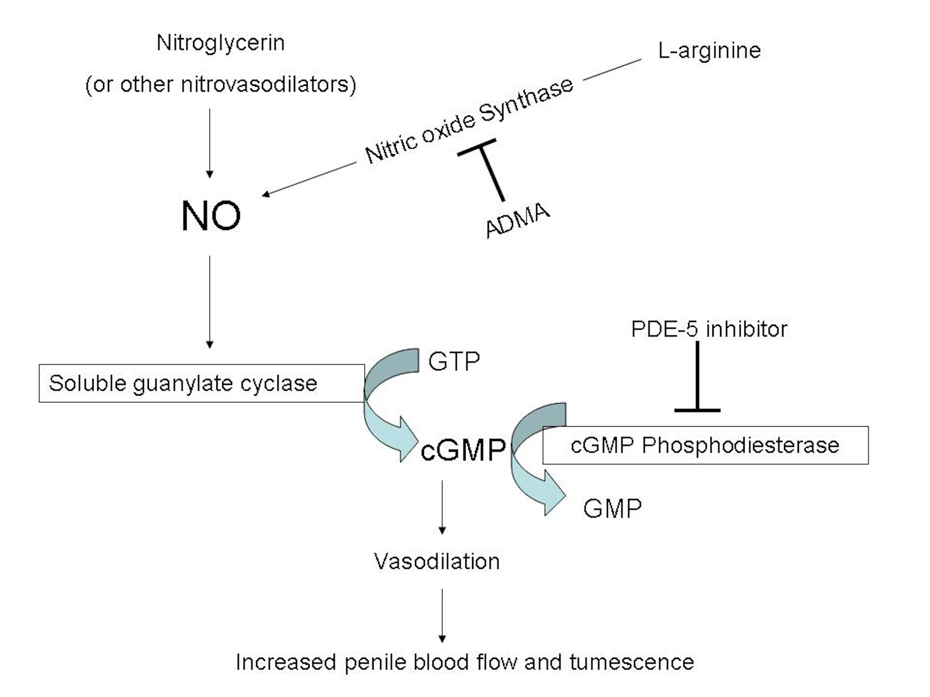 Cureus | Herbal Viagra and Nitric Oxide: How Hard is the Evidence?