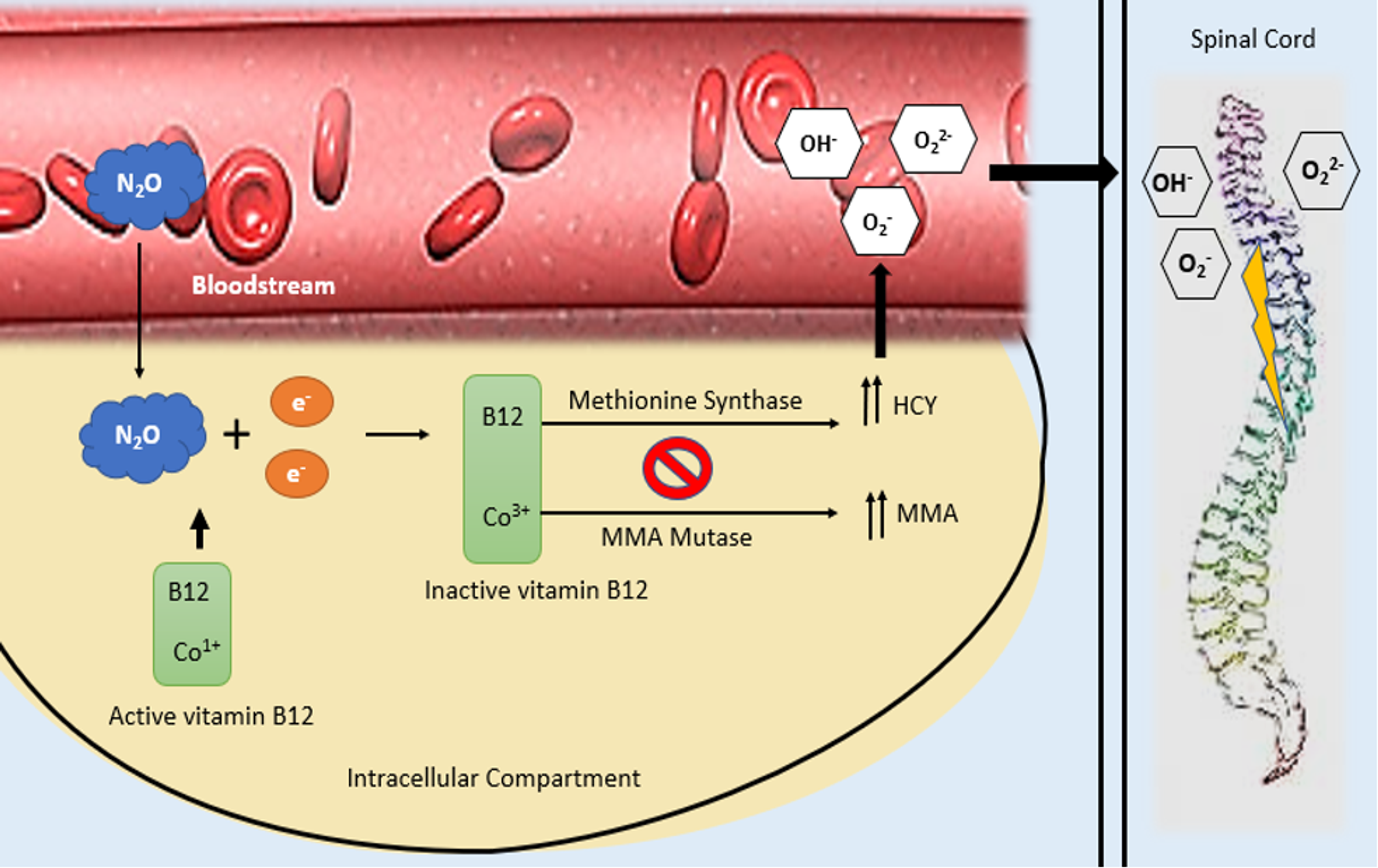 Can Vitamin B12 Deficiency Cause Mood Swings