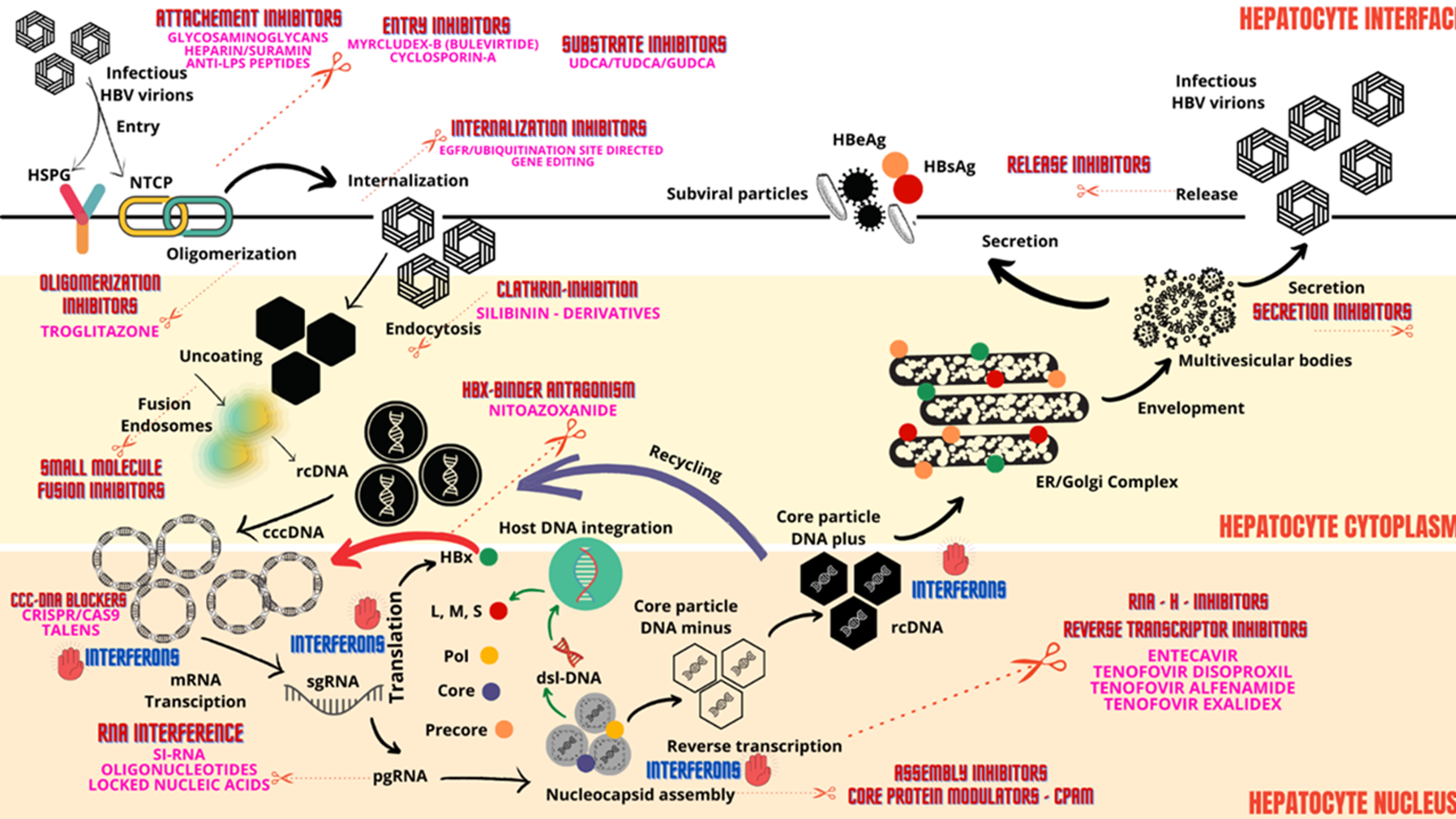 cureus critical updates on chronic hepatitis b virus infection in 2021