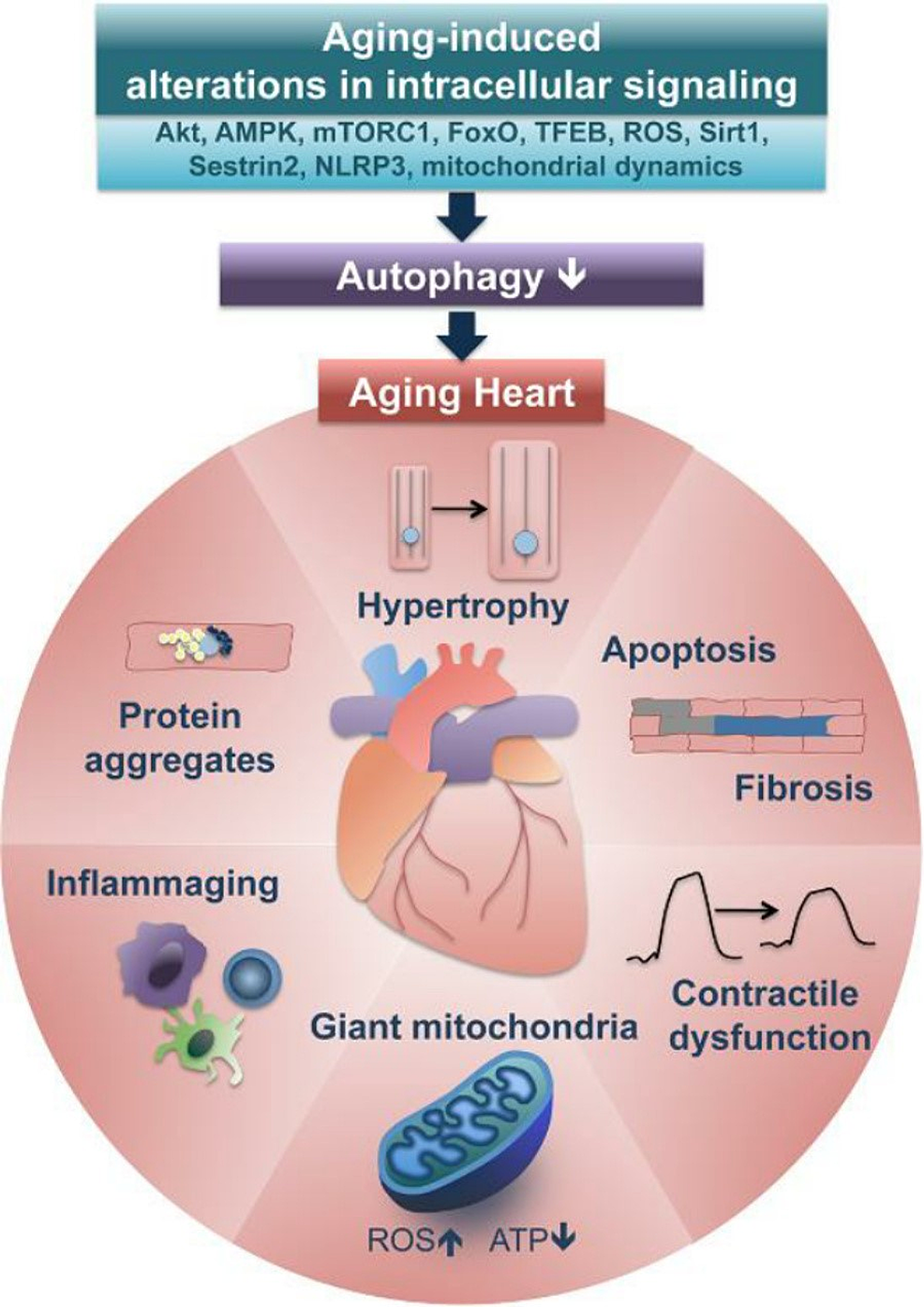 Role Of Autophagy In Cardiovascular Disease And Aging 