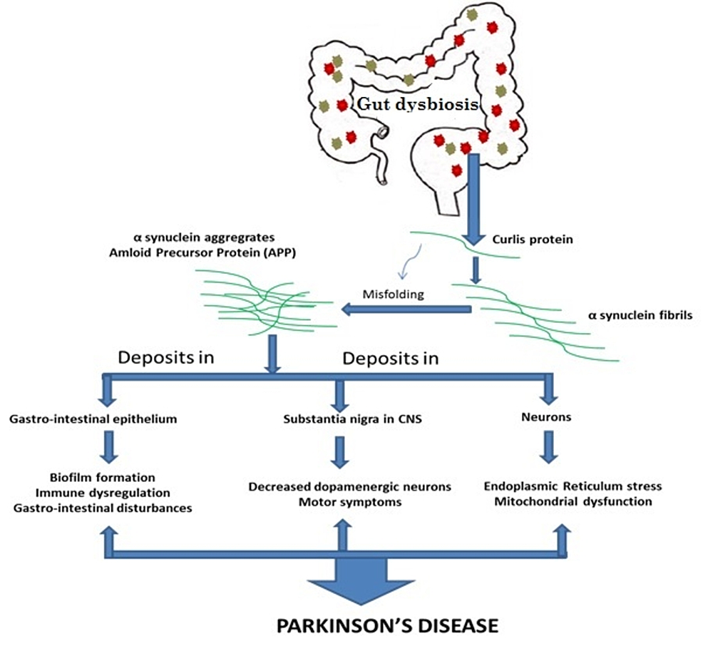 Cureus | Is The Gut Microbiota A Neglected Aspect Of Gut And Brain ...