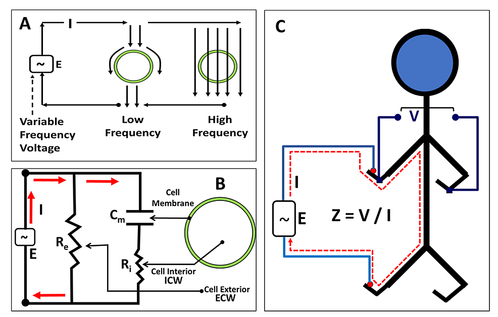 Basic-principle-and-elements-of-bioimpedance-spectroscopy-measurements