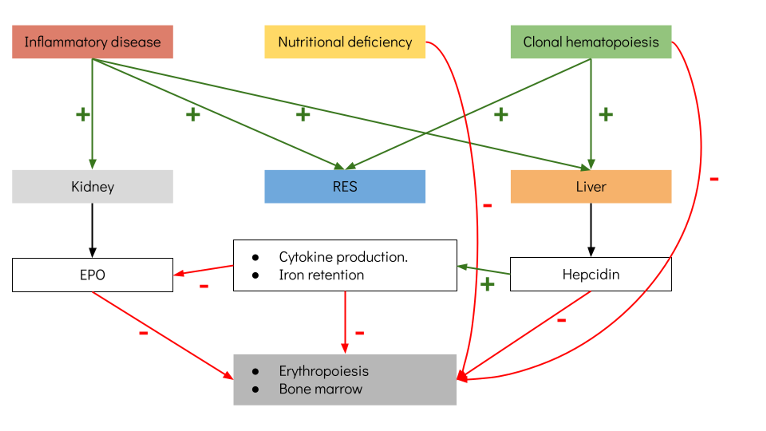 Cureus Unexplained Anemia in the Elderly