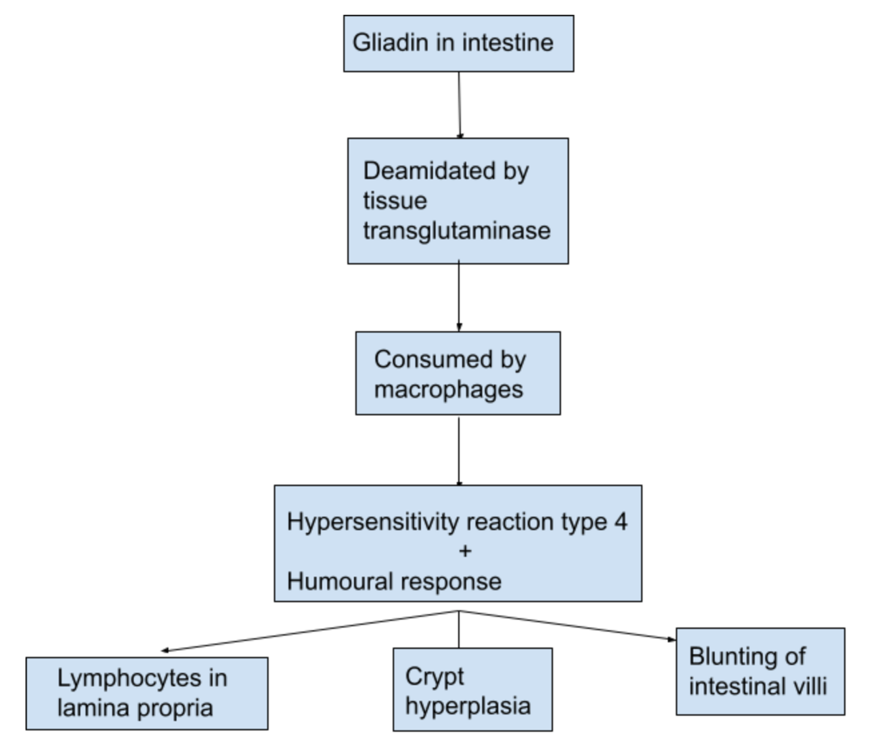 Cureus Celiac Disease Beyond The Bowel A Review Of Its Neurological 