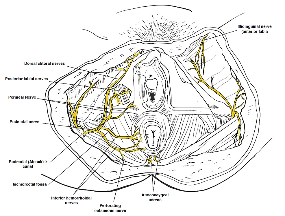 Cureus | Evaluation and Treatment of Female Sexual Pain: A Clinical Review