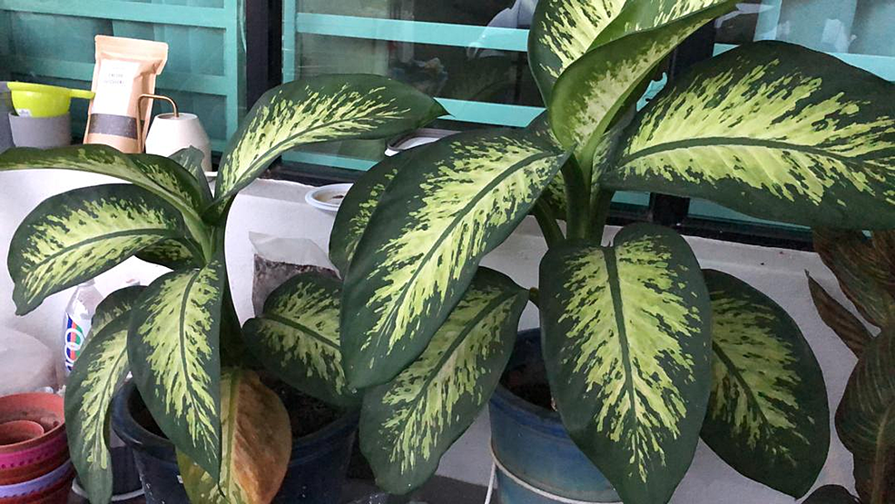 atabapoense philodendron care Philodendron atabapoense  Carnivero