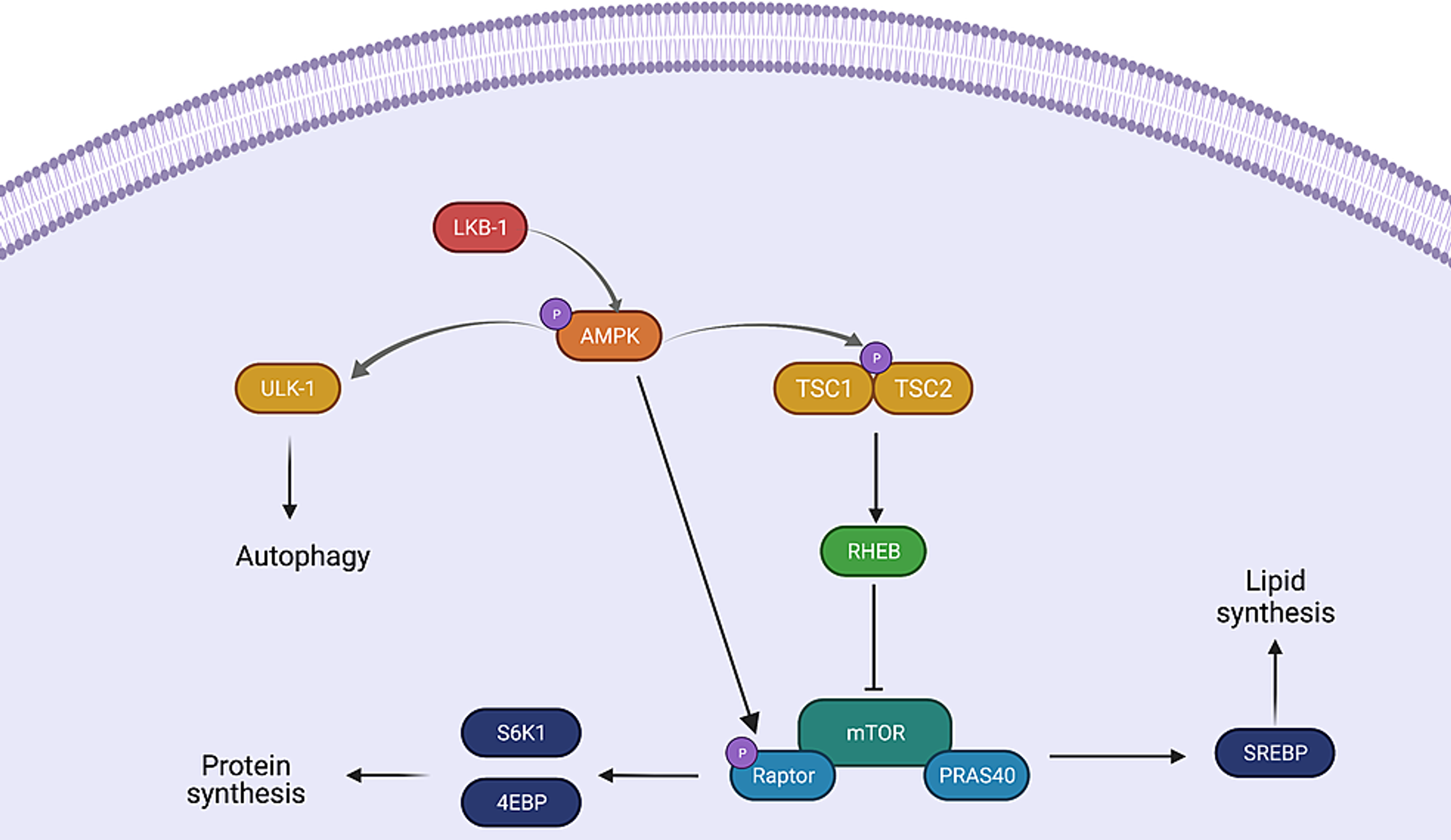 Cureus | Unraveling the Role of STK11/LKB1 in Non-small Cell Lung Cancer