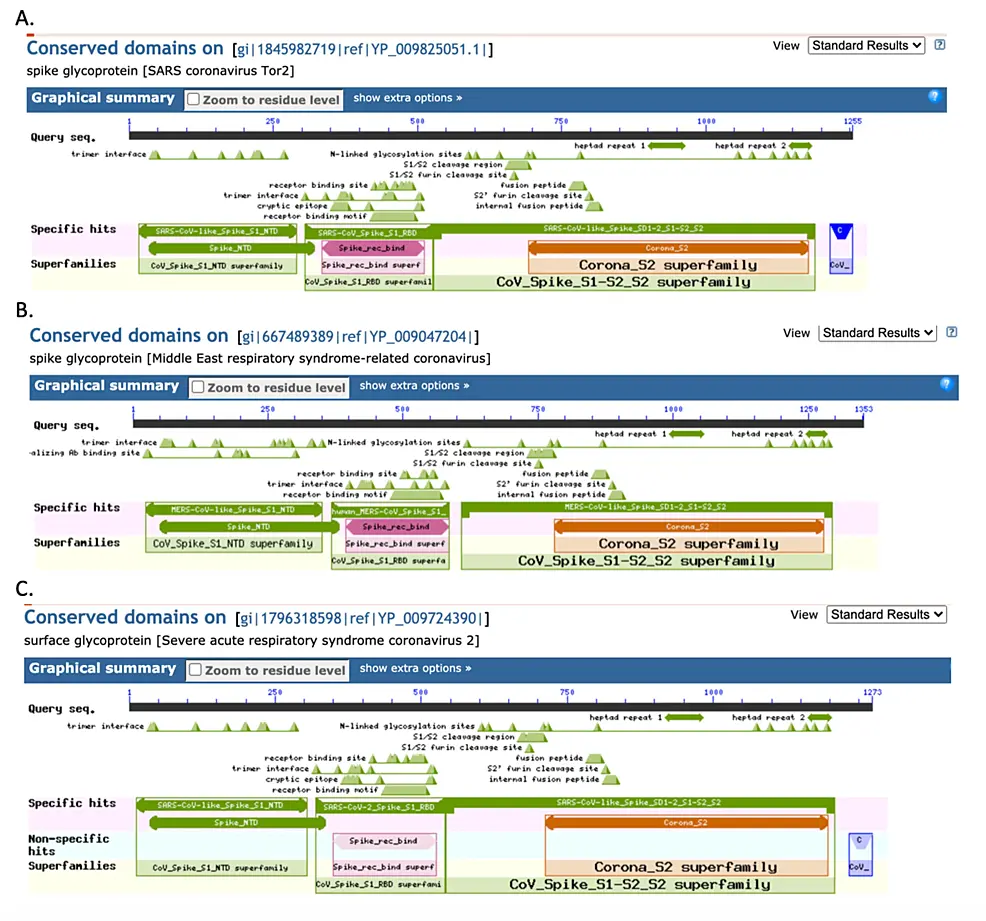 COVID-19 Pathogen Viral Evolution Leading to Increased Infectivity |  Article - Cureus