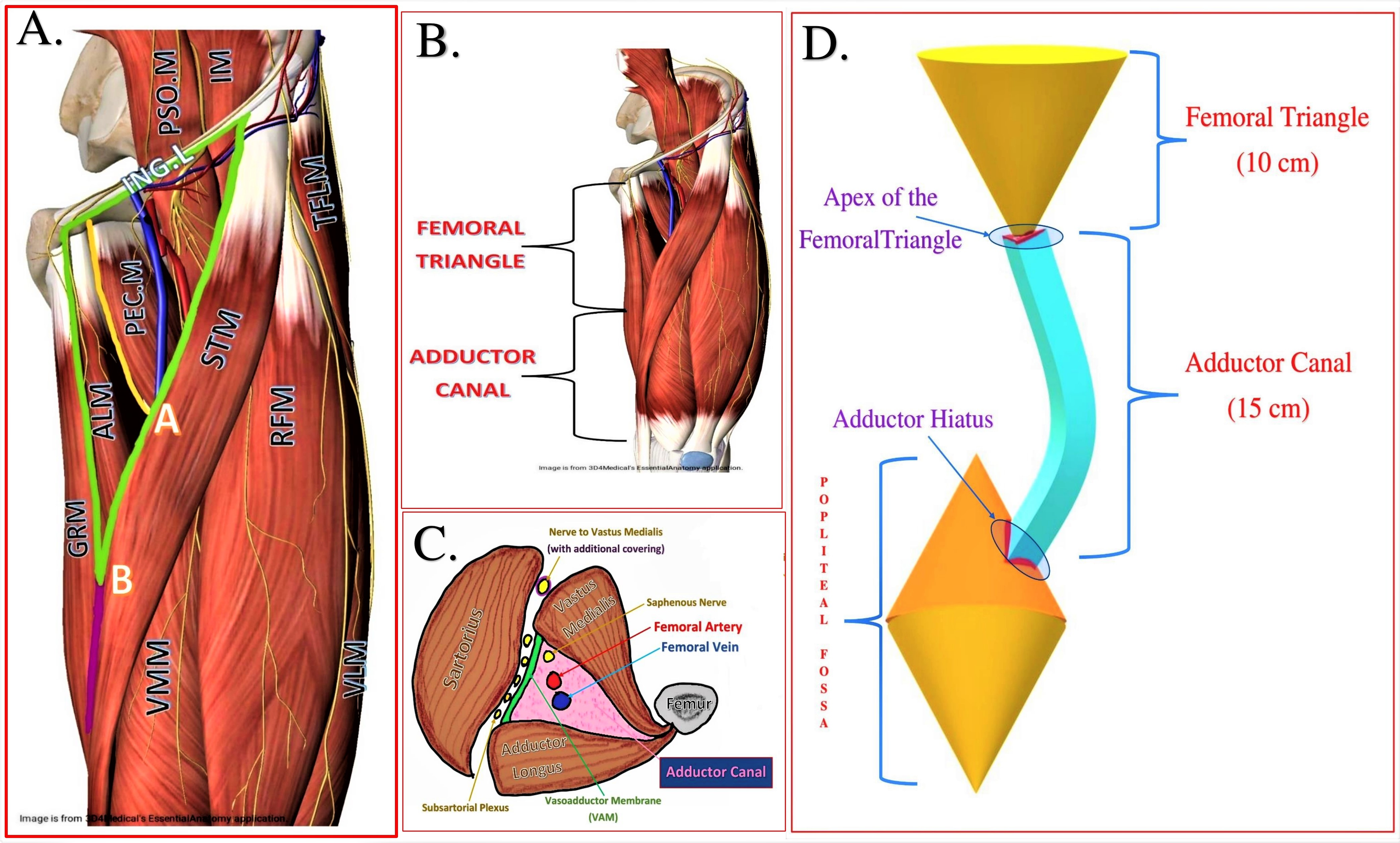 adductor canal