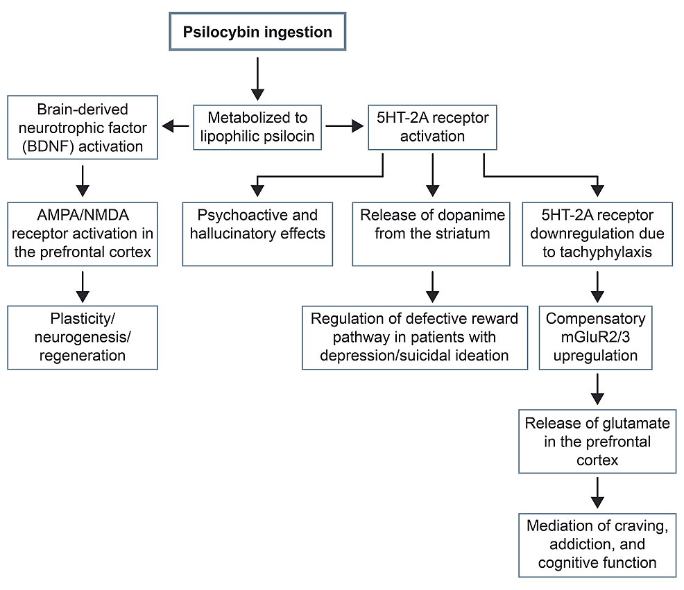 Analysis of Psilocybin-Assisted Therapy in Medicine: A Narrative Review