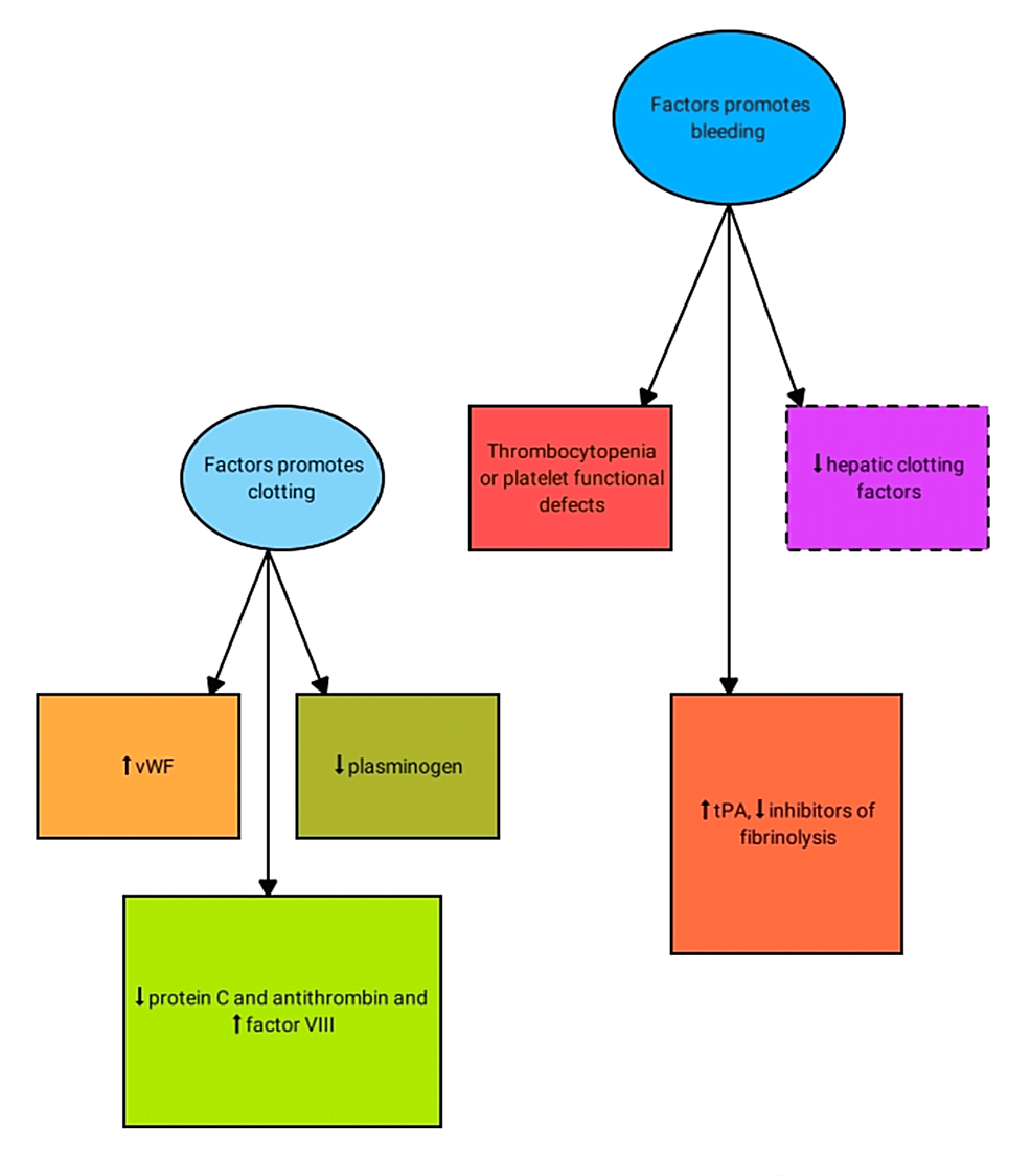 cureus-cirrhosis-and-coagulopathy-mechanisms-of-hemostasis-changes