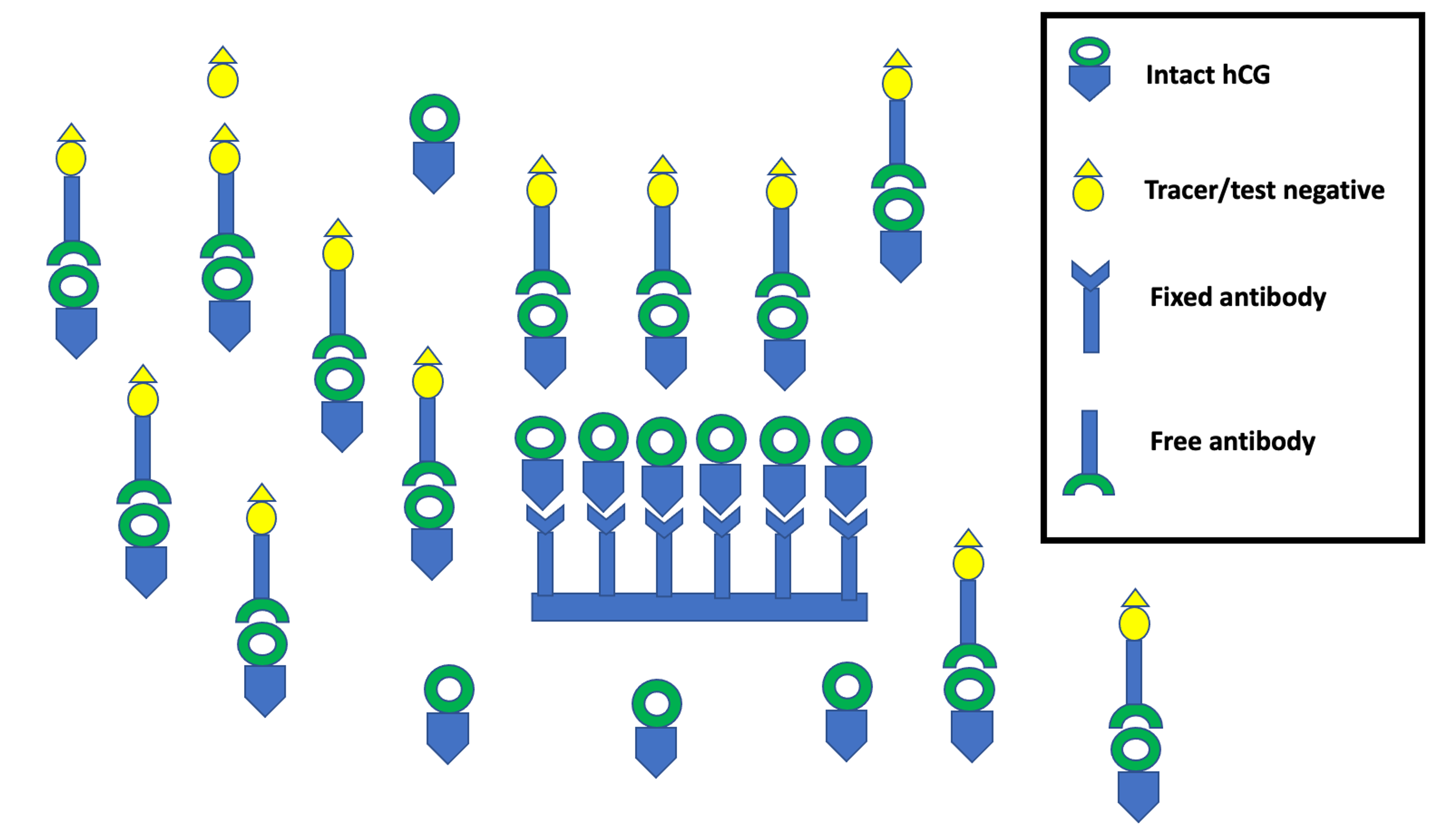 False Negative Urine Pregnancy Test Hook Effect Revealed Cureus