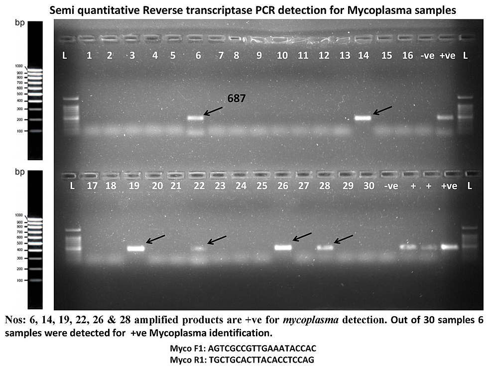 Cureus | The prevalence of Mycoplasma hominis in Outpatients at a ...