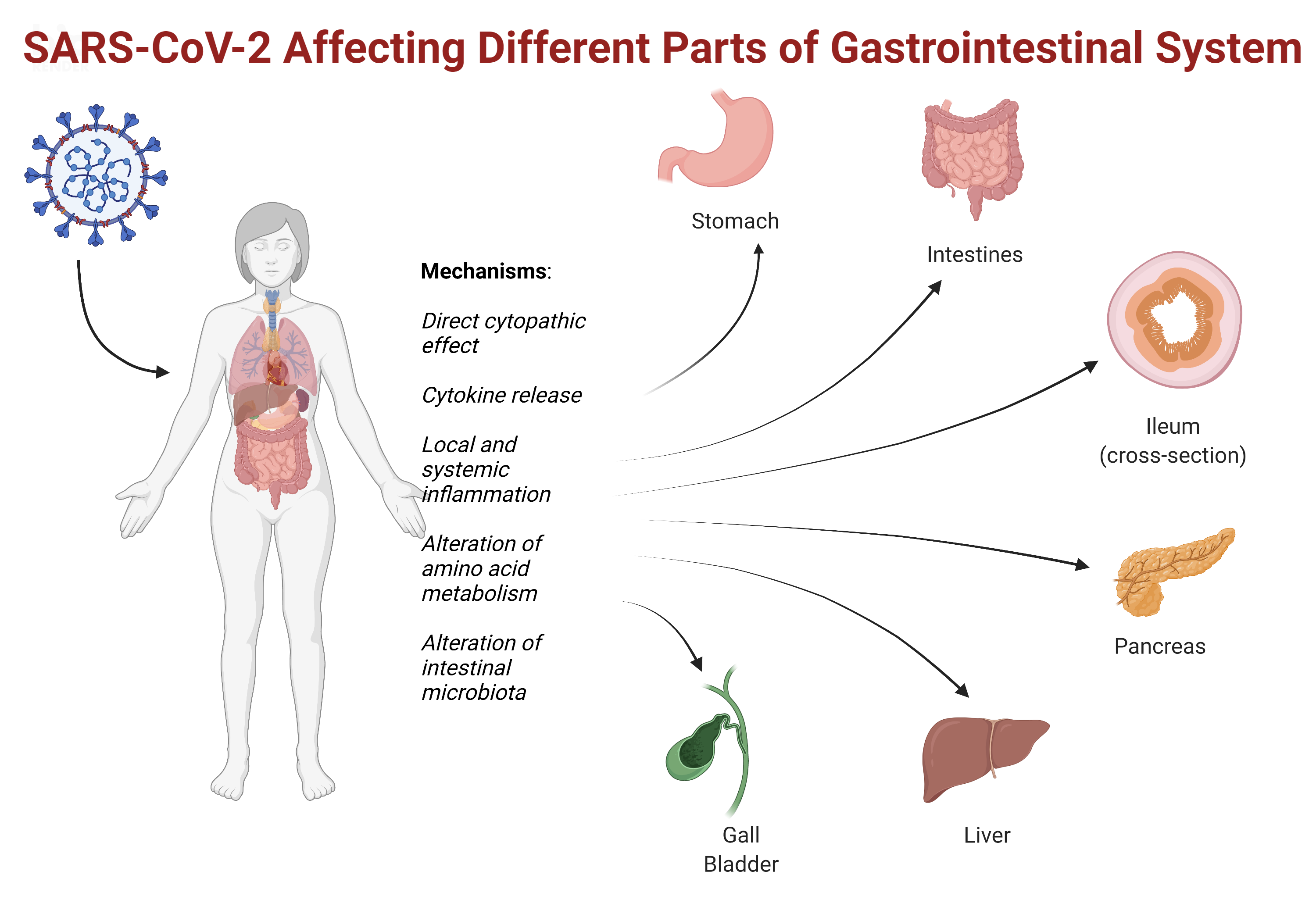 Cureus | Impact of COVID-19 on the Gastrointestinal Tract: A 