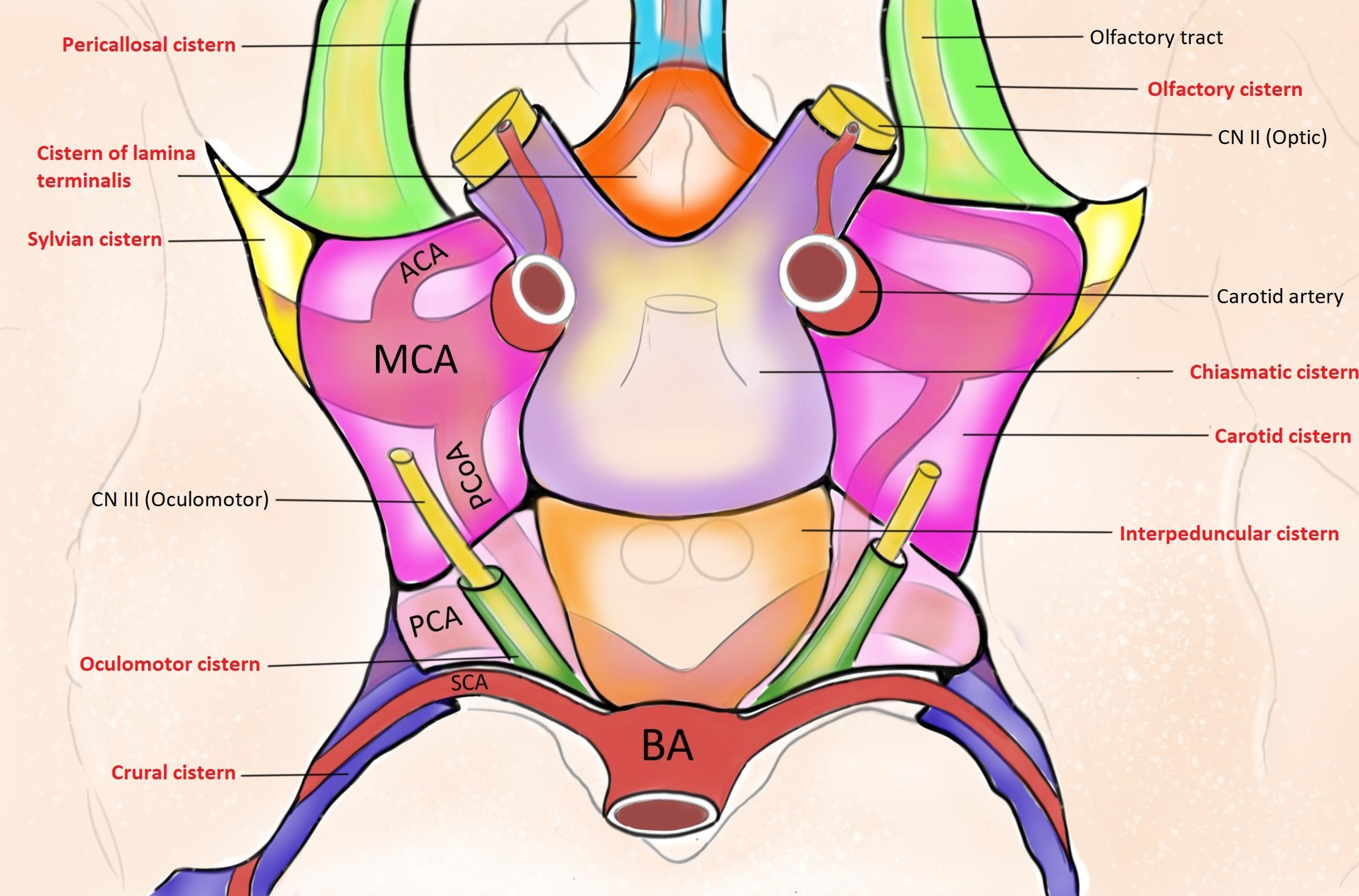 basal cisterns anatomy