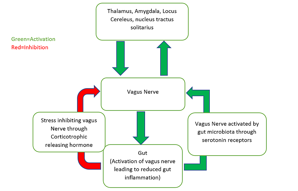 Pathogenesis-of-IBD-through-the-gut-brain-axis.