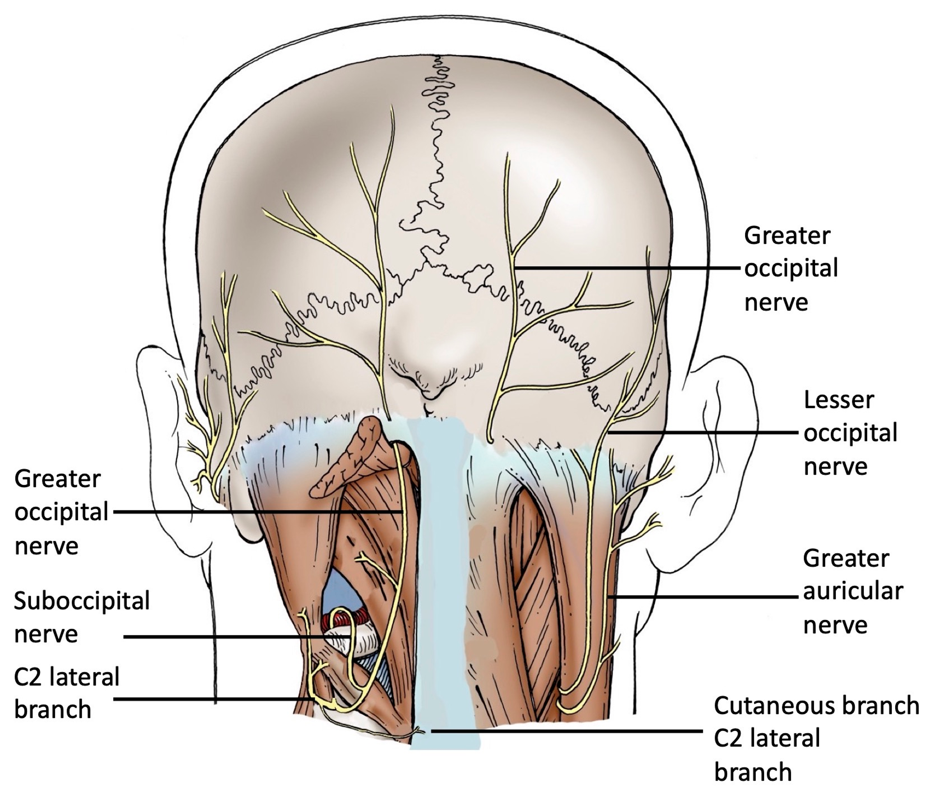 greater occipital nerve innervation