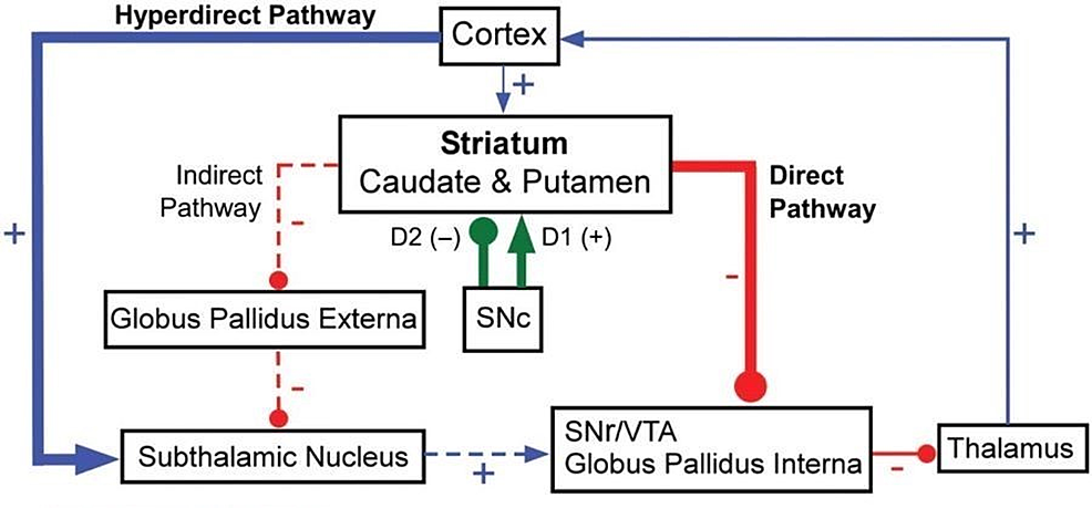 -Direct-and-indirect-pathways-of-the-basal-nuclei-
