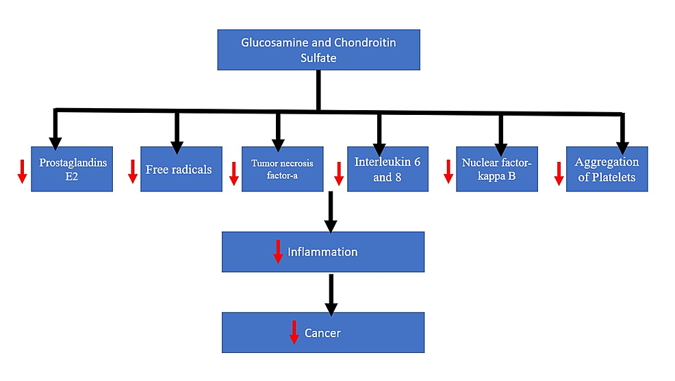 Anti-inflammatory-mechanism-of-glucosamine-and-chondroitin-sulfate.-