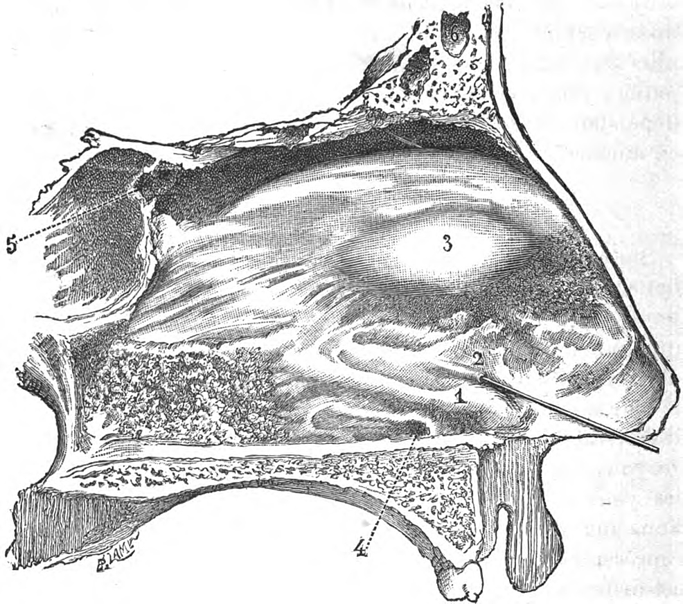 Cureus | The Human Vomeronasal (Jacobson’s) Organ: A Short Review of ...