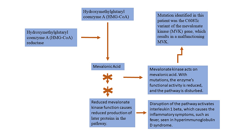 Cureus | Cyclic Fevers in Adult Diagnosed As Hyperimmunoglobulin D Syndrome