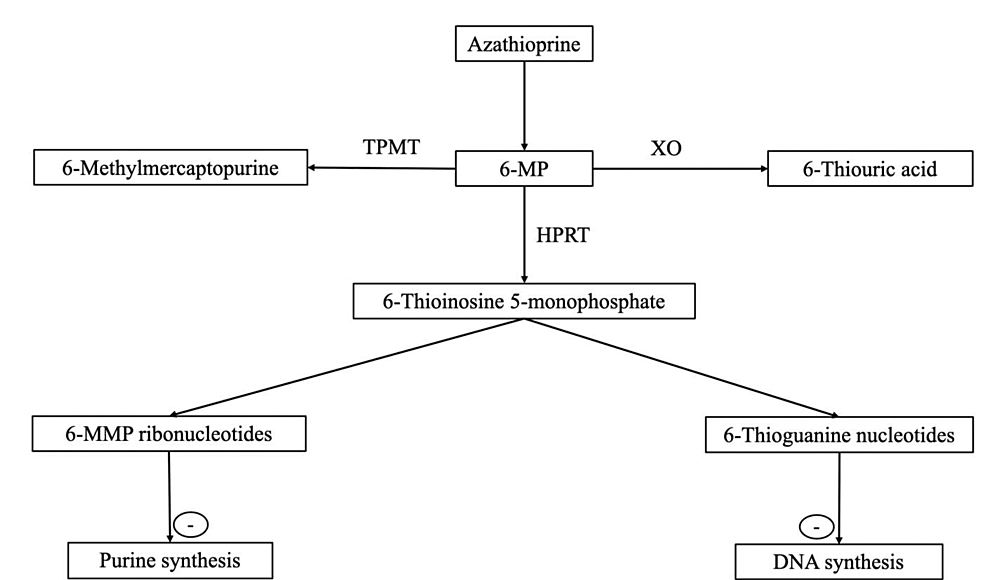 Schematic-representation-of-azathioprine-metabolism