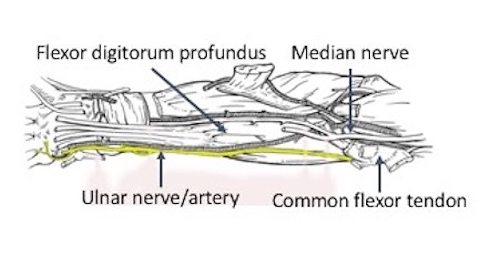 Cureus | The Deep Fascia of the Forearm and the Ulnar Nerve: An ...